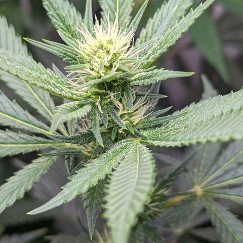 Silvertip  growlog timeline photo