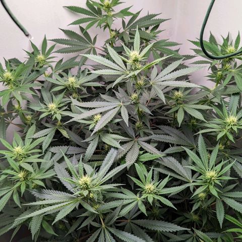 Silvertip  growlog timeline photo