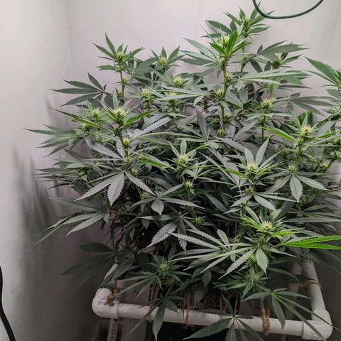 Silvertip  growlog timeline photo