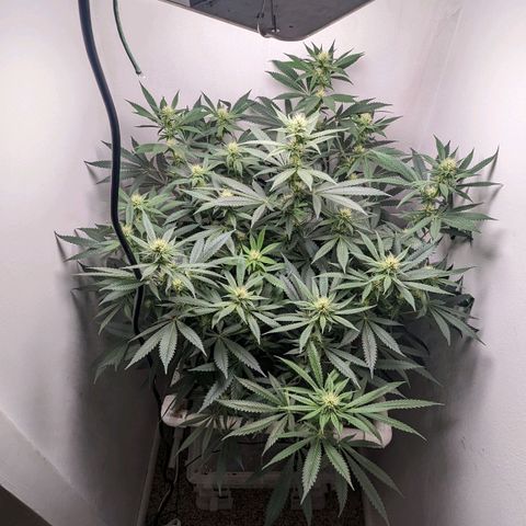 Silvertip  growlog timeline photo