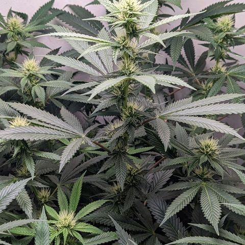 Silvertip  growlog timeline photo