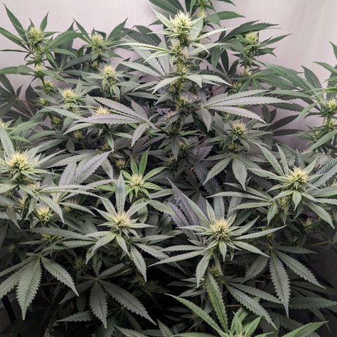 Silvertip  growlog timeline photo