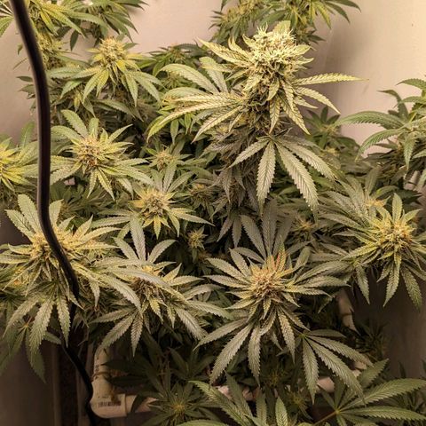 Silvertip  growlog timeline photo