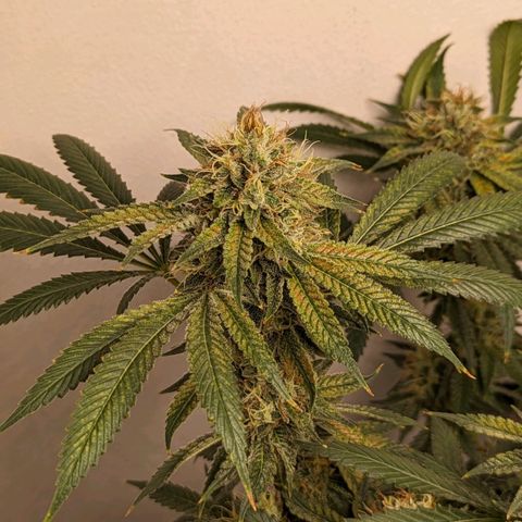 Silvertip  growlog timeline photo