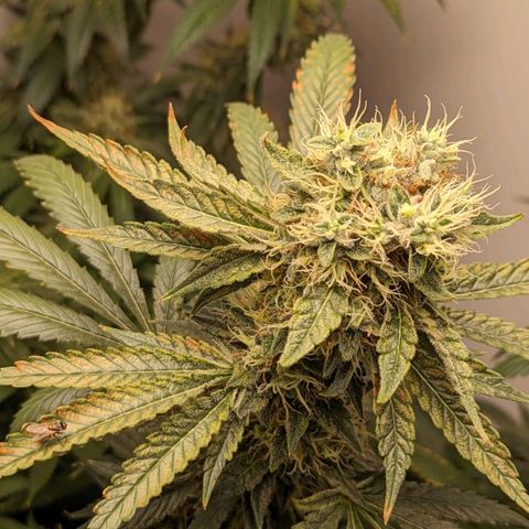 Silvertip  growlog timeline photo