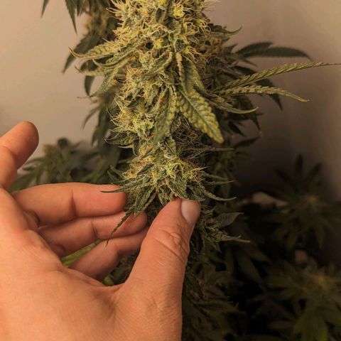 Silvertip  growlog timeline photo