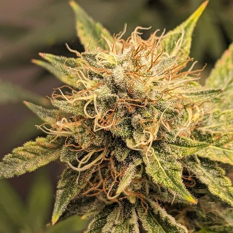Silvertip  growlog timeline photo