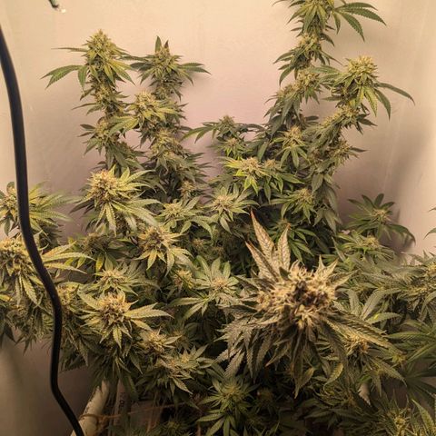 Silvertip  growlog timeline photo