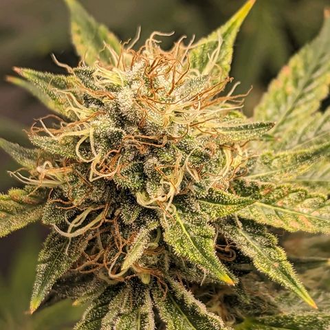 Silvertip  growlog timeline photo