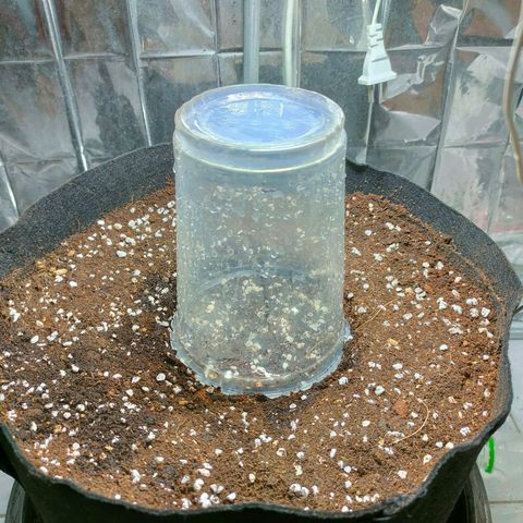 Dutch Passion's  growlog photo