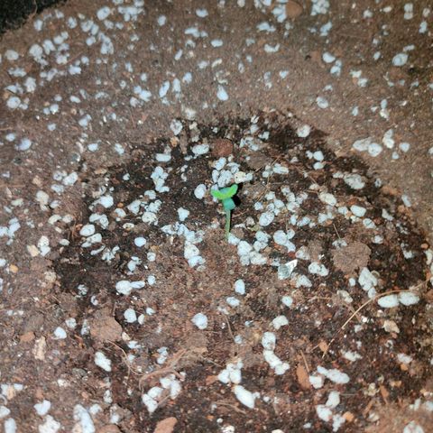 Dutch Passion's  growlog photo