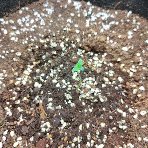 Dutch Passion's  growlog photo