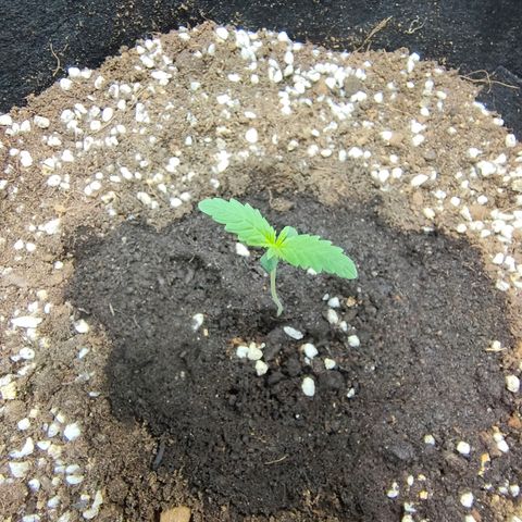 Dutch Passion's  growlog photo