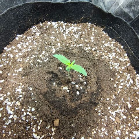 Dutch Passion's  growlog timeline photo