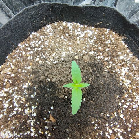 Dutch Passion's  growlog timeline photo