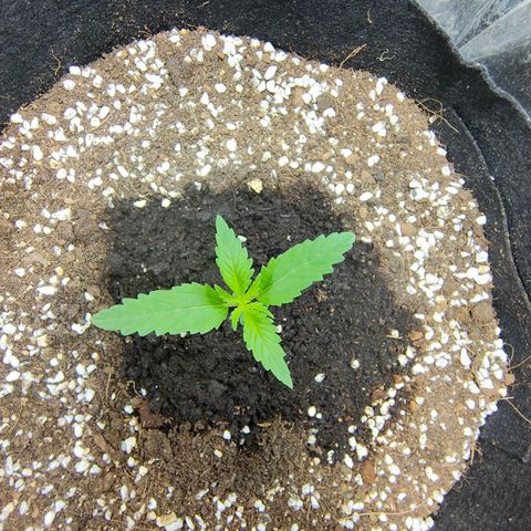Dutch Passion's  growlog timeline photo