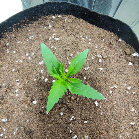 Dutch Passion's  growlog timeline photo