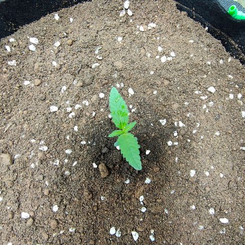 420FastBuds growlog timeline photo