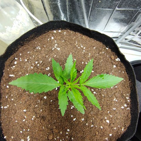Dutch Passion's  growlog timeline photo
