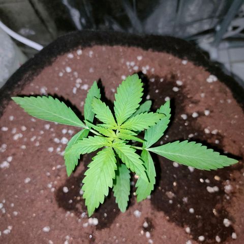 Dutch Passion's  growlog timeline photo