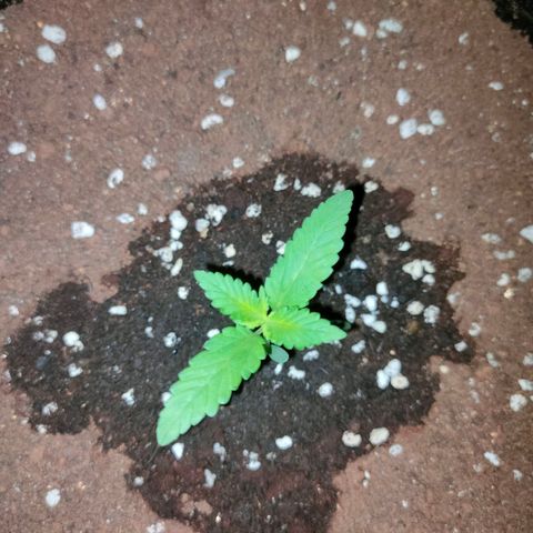 420FastBuds growlog timeline photo