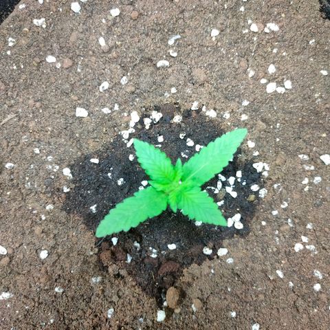 420FastBuds growlog timeline photo