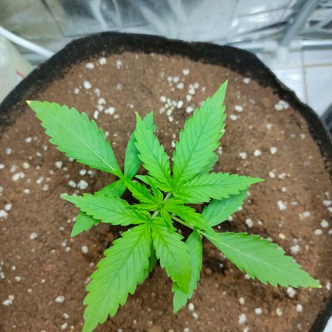 Dutch Passion's  growlog timeline photo