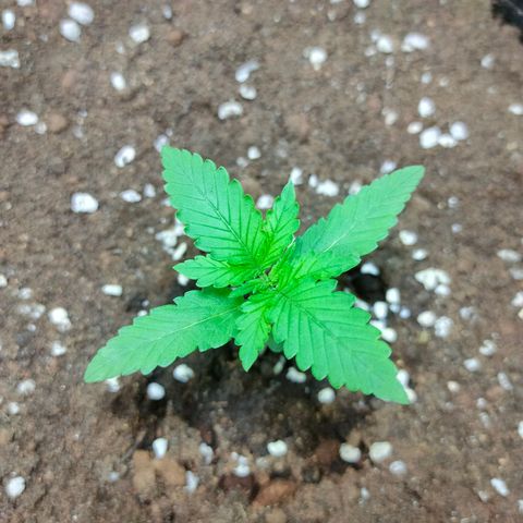 420FastBuds growlog timeline photo