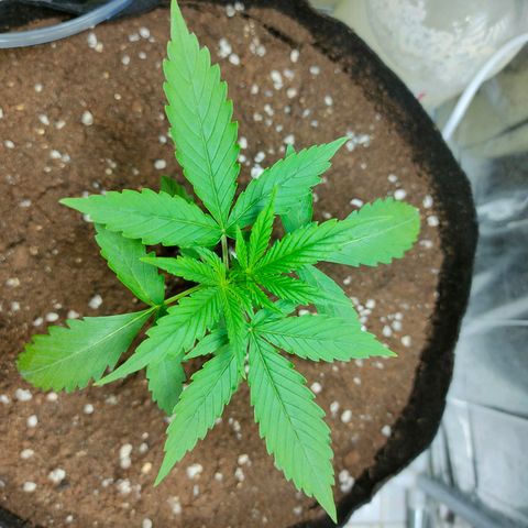 Dutch Passion's  growlog timeline photo