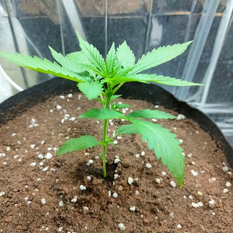 Dutch Passion's  growlog timeline photo