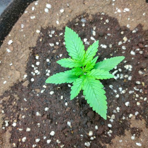 420FastBuds growlog timeline photo