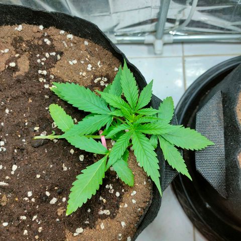 Dutch Passion's  growlog timeline photo