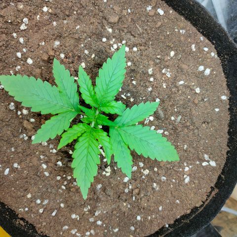 420FastBuds growlog timeline photo