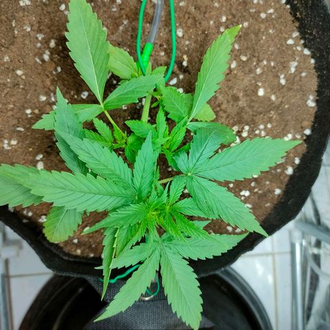 Dutch Passion's  growlog timeline photo
