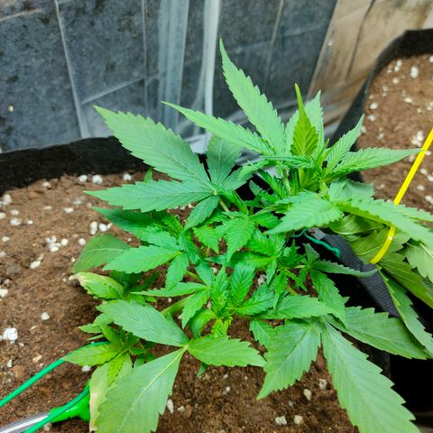 Dutch Passion's  growlog timeline photo