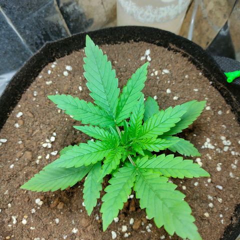 420FastBuds growlog timeline photo