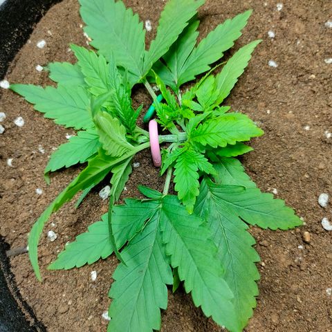 420FastBuds growlog timeline photo