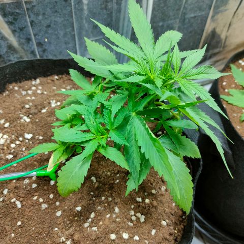 Dutch Passion's  growlog timeline photo