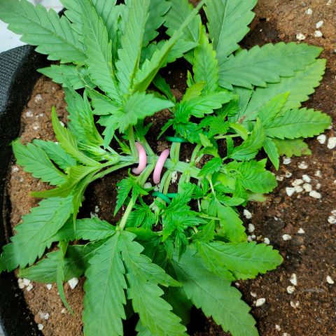 420FastBuds growlog timeline photo
