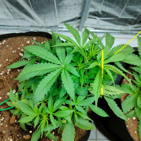 Dutch Passion's  growlog timeline photo
