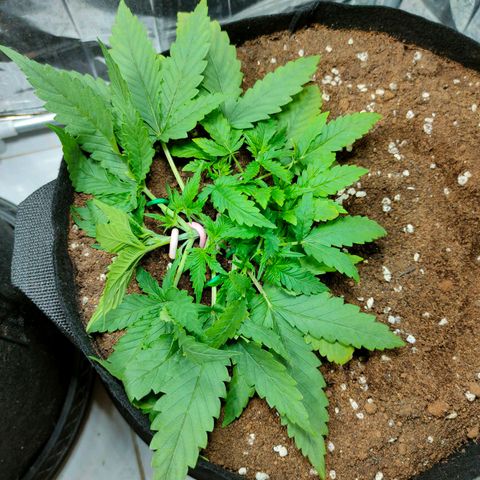 420FastBuds growlog timeline photo