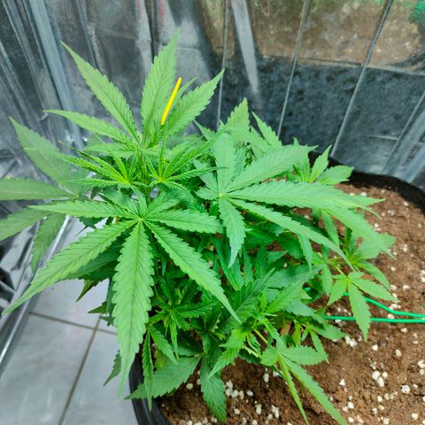Dutch Passion's  growlog timeline photo