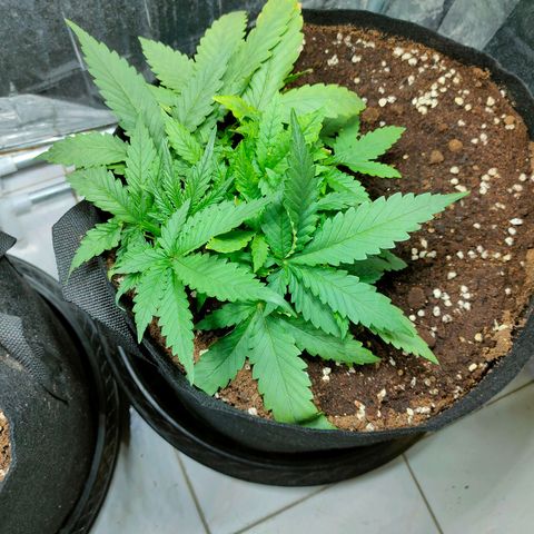 420FastBuds growlog timeline photo