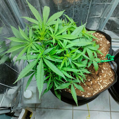 Dutch Passion's  growlog timeline photo