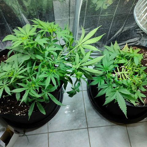 Dutch Passion's  growlog timeline photo