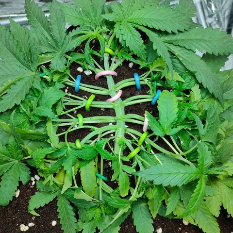 420FastBuds growlog timeline photo