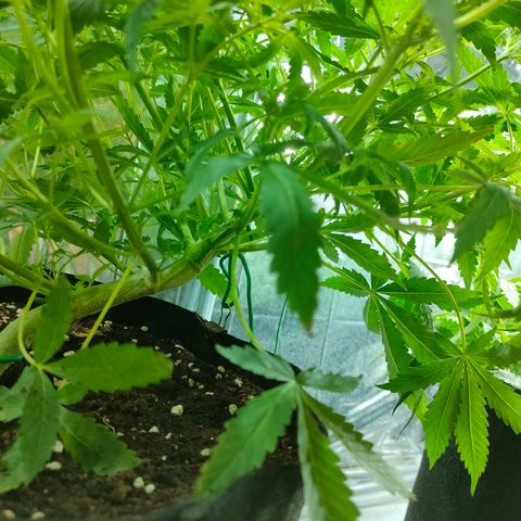 Dutch Passion's  growlog timeline photo