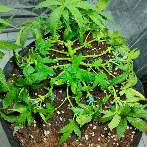 420FastBuds growlog timeline photo