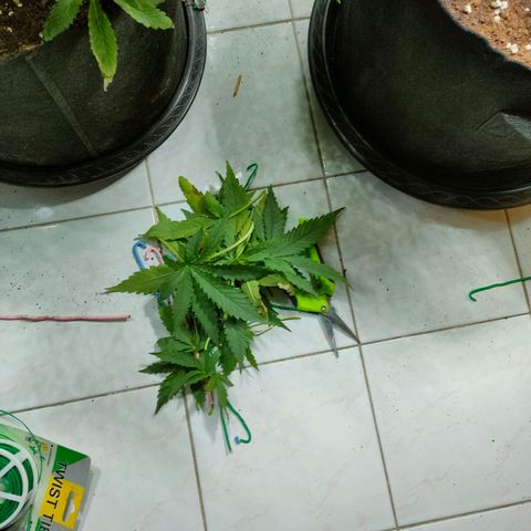 420FastBuds growlog timeline photo