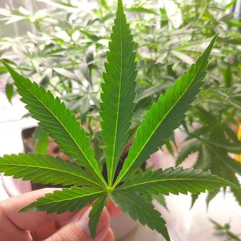 Dutch Passion's  growlog timeline photo